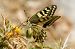 Papilio machaon  - Marco Cortemiglia