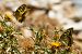 Papilio machaon © Marco Cortemiglia