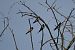Rondine (Hirundo rustica) © Diego Volonte'
