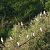 Airone guardabuoi (Ardea ibis) © Massimo Perinotto