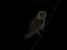 Effraie des clochers (Tyto alba) © Alessio Mannello