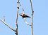 European Turtle Dove  - Alessio Mannello