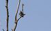 Tortora selvatica (Streptopelia turtur) © Alessio Mannello