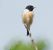 Saltimpalo comune (Saxicola rubicola) © Patrizio Gigli