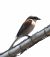 Pie-grièche écorcheur (Lanius collurio) © Patrizio Gigli