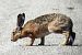 Lepre comune (Lepus europaeus) © Patrizio Gigli