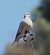Tortora dal collare (Streptopelia decaocto) © Patrizio Gigli