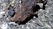 Rospo comune (Bufo bufo) © Daniele Ronconi
