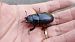 Lucanus cervus © Daniele Ronconi