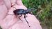 Lucanus cervus © Daniele Ronconi