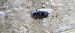 Dorcus parallelipipedus © Daniele Ronconi