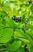 Coleoptera sp. © Daniele Ronconi