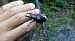 Lucanus cervus © Daniele Ronconi