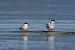 Sterna comune (Sterna hirundo) © Autore sconosciuto