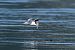 Sterna comune (Sterna hirundo) © Autore sconosciuto
