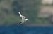 Sterna comune (Sterna hirundo) © Autore sconosciuto