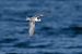 Sterna comune (Sterna hirundo) © Autore sconosciuto