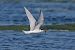 Sterna comune (Sterna hirundo) © Autore sconosciuto