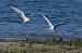 Sterna comune (Sterna hirundo) © Autore sconosciuto