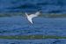 Sterna comune (Sterna hirundo) © Autore sconosciuto