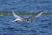 Sterna comune (Sterna hirundo) © Autore sconosciuto
