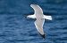 Gabbiano reale (Larus michahellis) © Autore sconosciuto