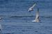 Sterna comune (Sterna hirundo) © Autore sconosciuto