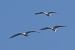 Airone guardabuoi (Ardea ibis) © Autore sconosciuto
