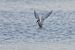Sterna comune (Sterna hirundo) © Autore sconosciuto