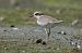 Corriere piccolo (Charadrius dubius) © Autore sconosciuto