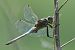 Libellula depressa © Autore sconosciuto