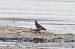 Combattente (Calidris pugnax) © Autore sconosciuto
