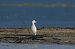 Airone guardabuoi (Ardea ibis) © Autore sconosciuto