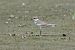 Corriere piccolo (Charadrius dubius) © Autore sconosciuto