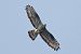 Falco pecchiaiolo 