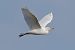 Airone guardabuoi (Ardea ibis) © Autore sconosciuto