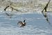 Martin pescatore (Alcedo atthis) © Autore sconosciuto