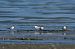 Sterna comune (Sterna hirundo) © Autore sconosciuto