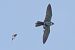 Lodolaio (Falco subbuteo) © Autore sconosciuto