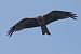 Nibbio bruno (Milvus migrans) © Autore sconosciuto