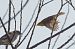 Luì grosso (Phylloscopus trochilus) © Autore sconosciuto