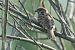 Passera mattugia (Passer montanus) © Autore sconosciuto