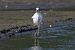 Garzetta (Egretta garzetta) © Autore sconosciuto