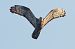 Falco pecchiaiolo (Pernis apivorus) © Autore sconosciuto