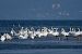 Cigno reale (Cygnus olor) © Autore sconosciuto