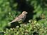 Strillozzo (Emberiza calandra) © Ernesto Giovanni Occhiato