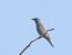 Ghiandaia marina (Coracias garrulus) © Ernesto Giovanni Occhiato