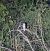 Effraie des clochers (Tyto alba) © Alessandro Maranzana