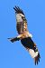 Nibbio reale (Milvus milvus) © Christian Kofler
