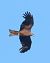 Nibbio bruno (Milvus migrans) © Christian Kofler